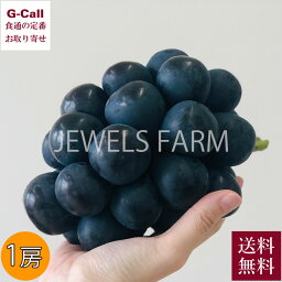 JEWELS FARM ナガノパープル グランサイズ 1房 約550g 送料無料 冷蔵 巨峰 リザマート ぶどう ブドウ 葡萄 うす皮 希少 限定 お取り寄せ 信州須坂 産地直送