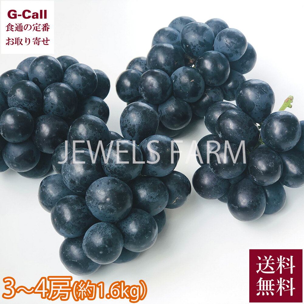 JEWELS FARM ナガノパープル プトロサイズ 3房～4房 約1.6kg 送料無料 巨峰 リザマート ぶどう ブドウ 葡萄 うす皮 希少 限定 お取り寄せ 信州須坂 産地直送