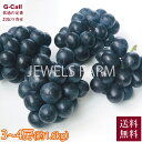 JEWELS FARM ナガノパープル プトロサイズ 3房〜4房 約1.6kg 送料無料 8月下旬から9月中旬出荷 冷蔵 巨峰 リザマート ぶどう ブドウ 葡萄 信州 須坂 産地直送(4)
