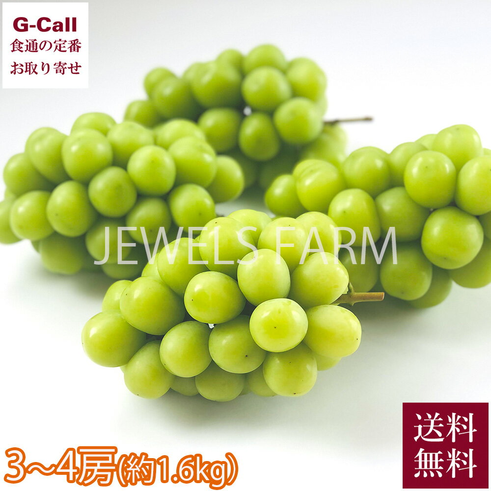 JEWELS FARM シャインマスカット プトロサイズ 3～4房 約1.6kg 送料無料 ぶどう ブドウ マスカット ジューシー うす皮 希少 限定 お取り寄せ 信州須坂 産地直送 1