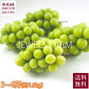 JEWELS FARM シャインマスカット プトロサイズ 3~4房 約1.6kg 送料無料 9月中旬から10月中旬出荷 ぶどう ブドウ マスカット ジューシー 信州 須坂 産地直送