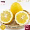 岡山 晴富 愛媛産 愛媛ゴールド 5玉 3月下旬から5月中旬発送 送料無料 生産者直送 柑橘 グレープフルーツ ジューシー すっきり ギフト 贈り物 希少 柑橘...