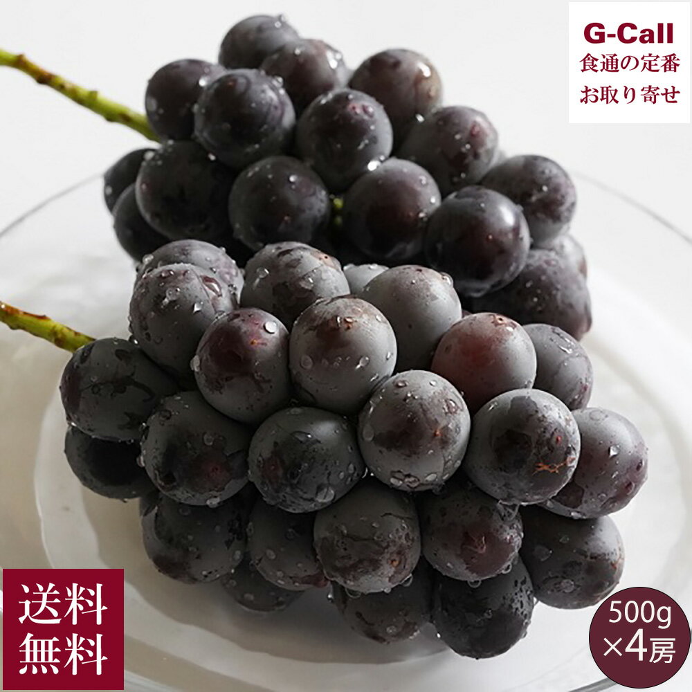 山梨県産 藤稔 500g×4房 8月中旬〜9月下旬出荷 Inakakara Farm to Table 送料無料 産地直送 ぶどう 葡萄 ブドウ 高糖度 高品質 甘い 果物 贈答 ギフト 丸山農家
