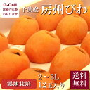 千葉産 房州びわ 露地物 2〜3L 12玉 送料無料 ビワ びわ フルーツ くだもの 果物 ギフト 枇杷 贈答 大玉 旬の果物 みずみずしい ギフト お取り寄せ...