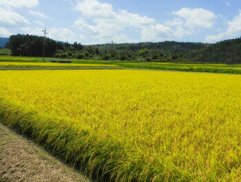 送料無料 令和元年産 新潟県 農薬化学肥料不使用 南魚沼産しおざわコシヒカリ 5kg 旧塩沢町限定 100%地元産コシヒカリ アイガモ除草 有機質肥料