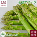 JA島原雲仙 長崎県産 王様アスパラ 8-9本入× 5箱 計40本-45本 送料無料 野菜 やさい アスパラガス 極太サイズ 産地直送 アスパラ 旬 春野菜 お取り寄せ