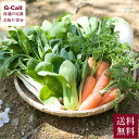 山下農園 山下さんのあんしん野菜 おまかせセット 7〜10種類 送料無料 農薬不使用 化学肥料不使用 高知 野菜 セット 旬 新鮮 美味しい 生産者直送 お取り...