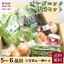 オーガニック野菜のセット S 5～6品目 送料無料 健康 旬 詰合せ 冷蔵 有機 無農薬 長野県 つくば市 野菜 セット