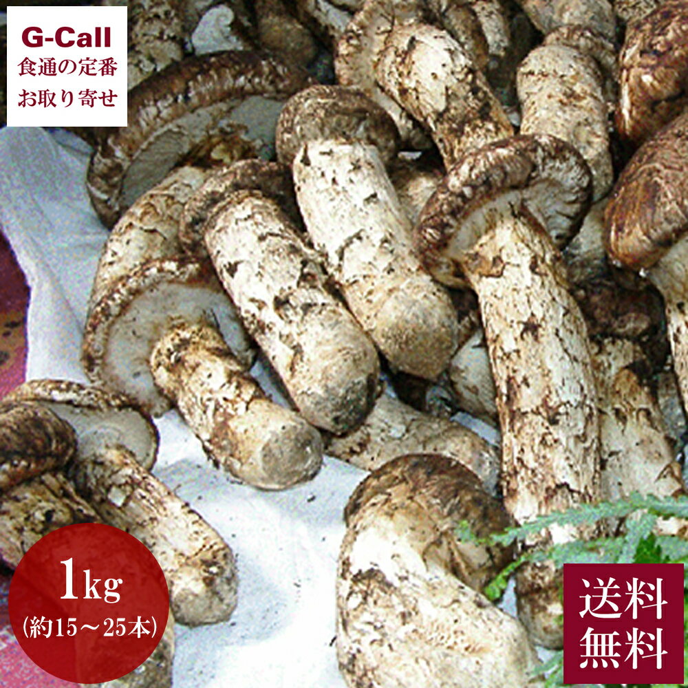 天助 国産 まつたけ 大容量 1kg 送料無料 松茸 マツタケ きのこ キノコ 高級 生鮮 松茸尽くし つぼみ松茸 スダチ付き すき焼き 土瓶蒸し 炊き込みご飯 ギフト