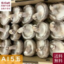 石川ジャンボ椎茸 9月届け A15玉 9月上旬~9月下旬出荷 送料無料 椎茸 しいたけ シイタケ 生椎茸 きのこ 菌活 低カロリー 北研 石川 産地直送 自宅用 贈答