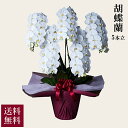 胡蝶蘭 ハイグレード 5本立 ホワイト 送料無料 alon alon アロンアロン フラワーギフト 贈答 贈り物