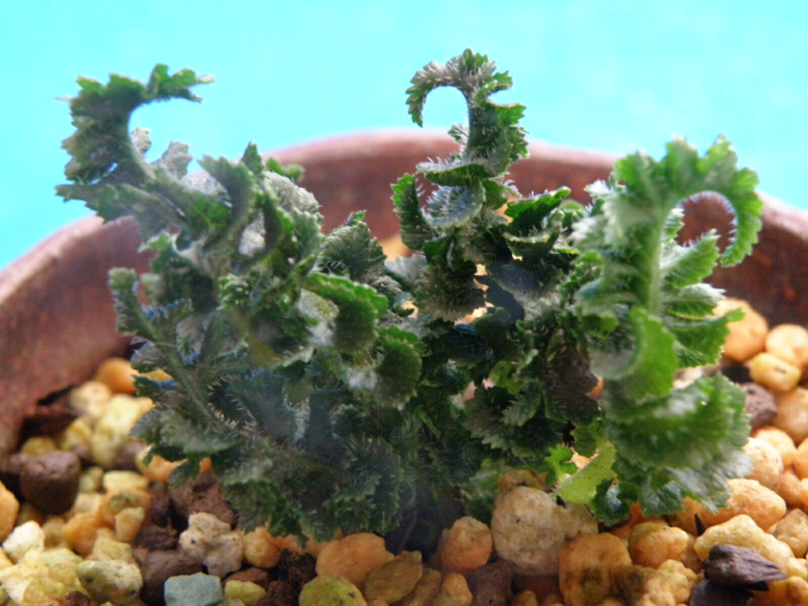 送料無料！那智シケシダ [竜王]　姫(八房)羅紗　株分小上苗珍品・花木・山野草