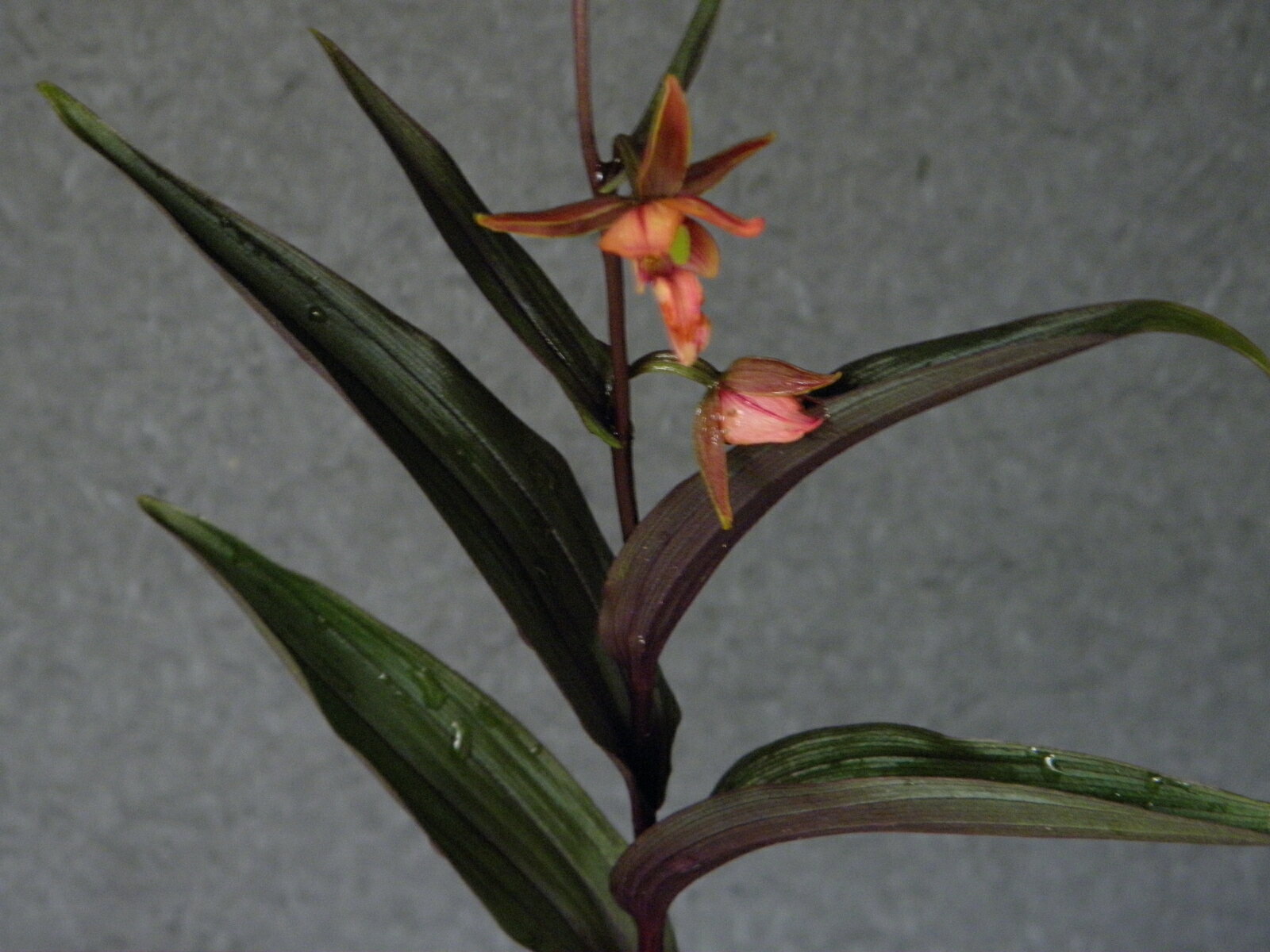 斑入り カキラン　カラス葉(オレンジ系平開咲花)　休眠 中芽(来季開花見込)苗秋まで黒紫色葉を保つ秀逸品。