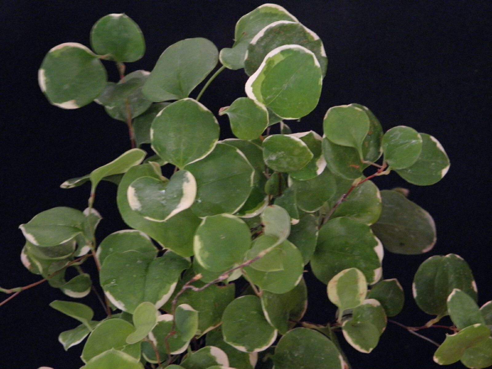 斑入サルトリイバラ 白覆輪(小型叢生種)落葉. 中(数芽立)苗珍品・花木・山野草