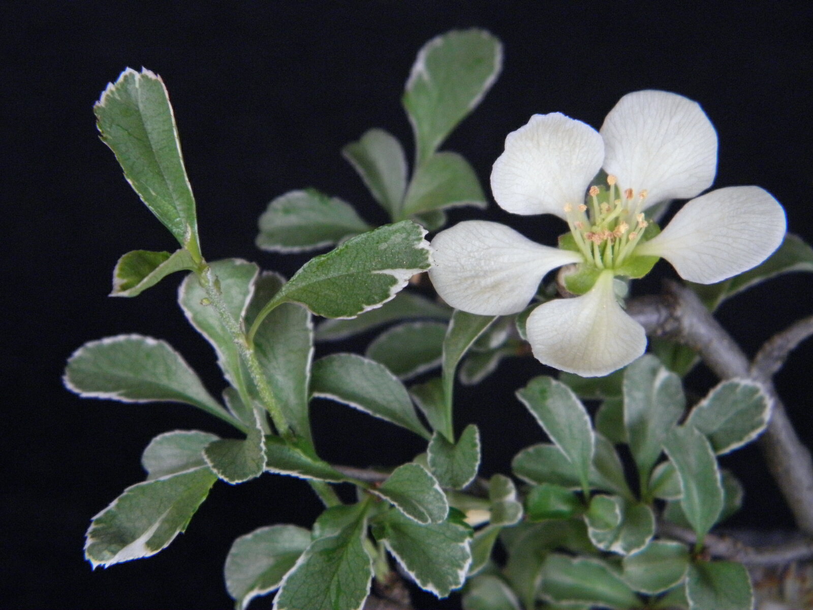 斑入り 姫ボケ[白花長寿梅の斑] 白覆輪 　枝打小上(20センチ前後)苗珍品・花木・山野草