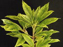 斑入マテバシイ 黄~白(銀白)散 小(昨年挿し木)苗珍品・花木・山野草