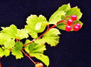 斑入(黄金葉) カンボク 小苗珍品・花木・山野草