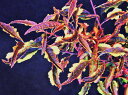 斑入(黄三光覆輪コンペ) 紅スモモ 接小上(当才接)苗 珍品・花木・山野草