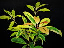 タブノキ 黄覆輪 小苗 珍品・花木・山野草