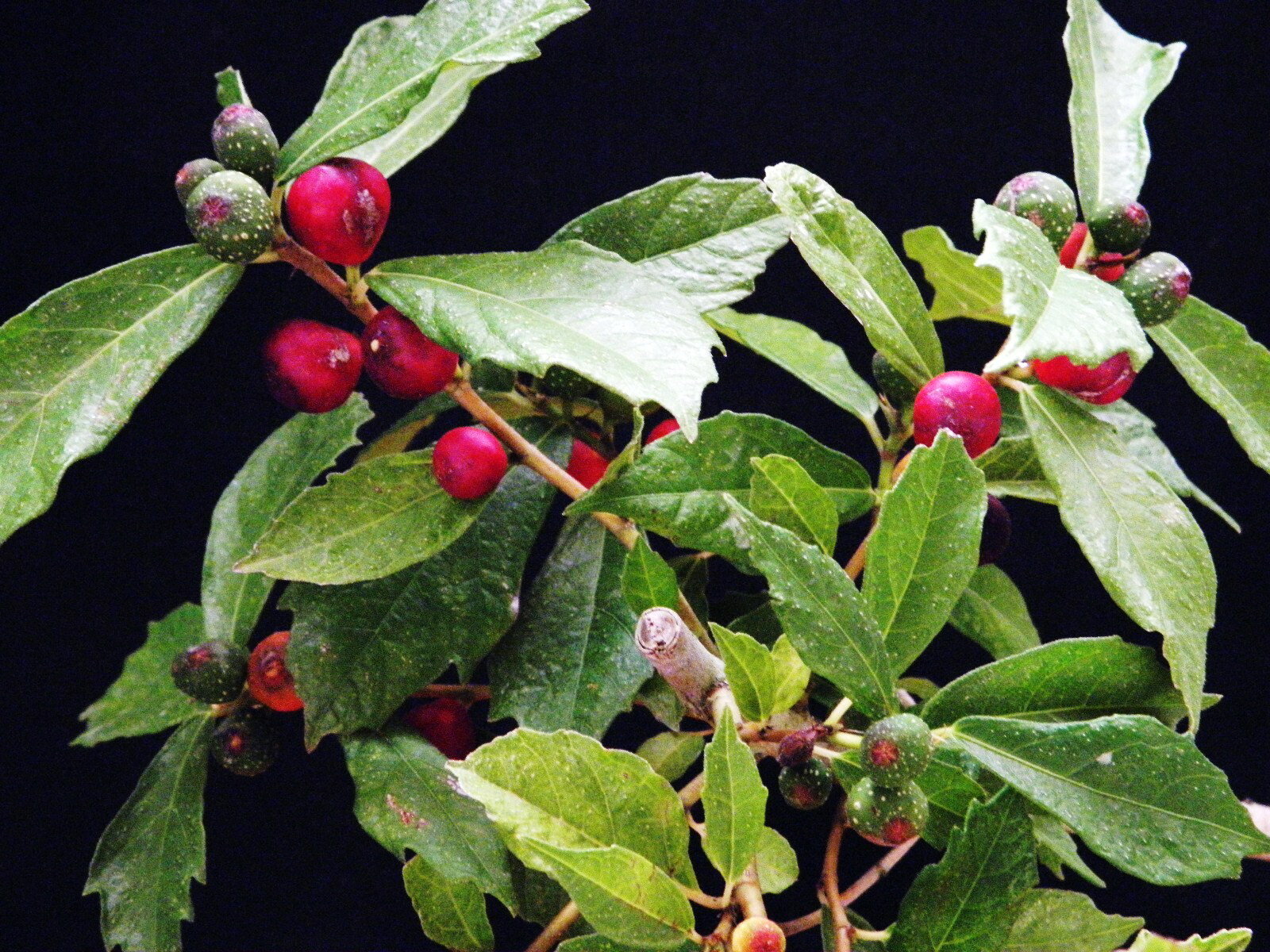 柊葉 イヌビワ(中国産)　 実生.小(10～15センチ1本立)苗　珍品・花木・山野草