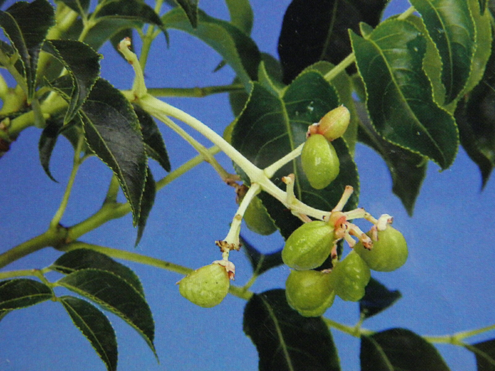 ゴンズイ[白実] 休眠. 接中苗珍品・花木・山野草