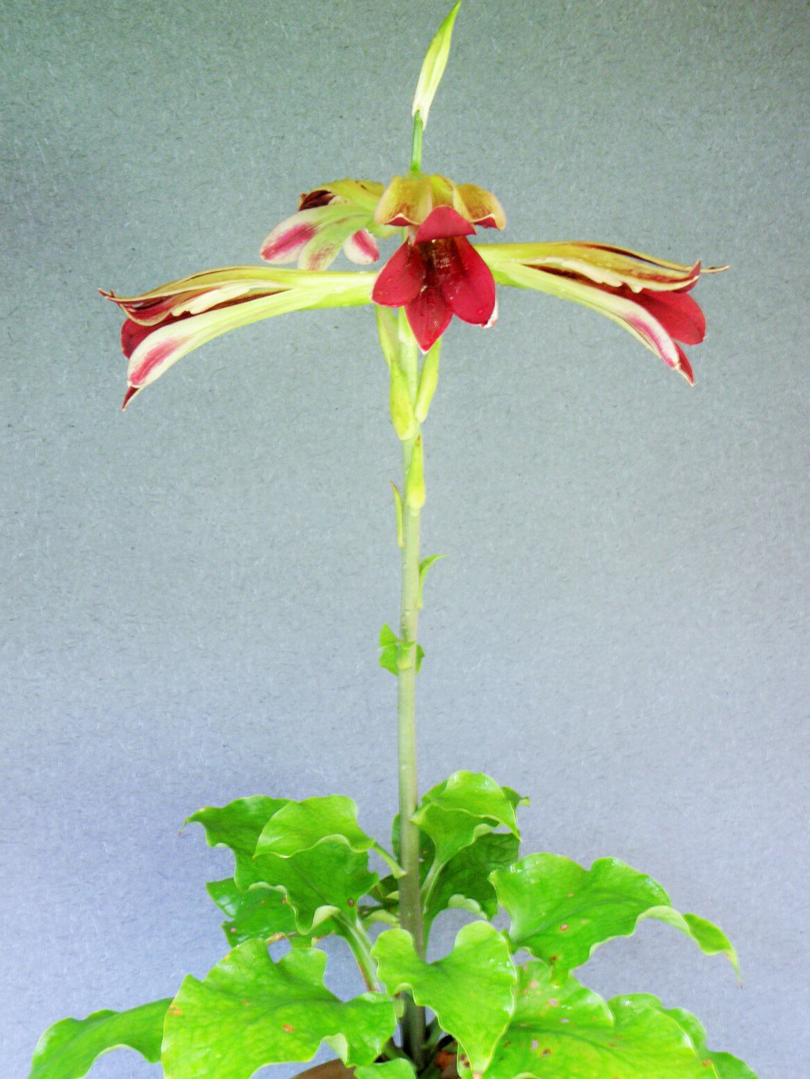 おかげ様で楽天市場出店10年周年を迎える事が出来ました。 2022年12月より39ショップ(3,980円以上のお買い上げで送料無料)に参加させて頂きます。 皆様にお得にお求めいただけます様、努めさせていただきます。 この期に3，980円送料...