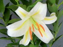 サクユリ(別名 為朝(タメモト)百合)中(開花終了or来季開花見込)苗珍品・花木・山野草・百合
