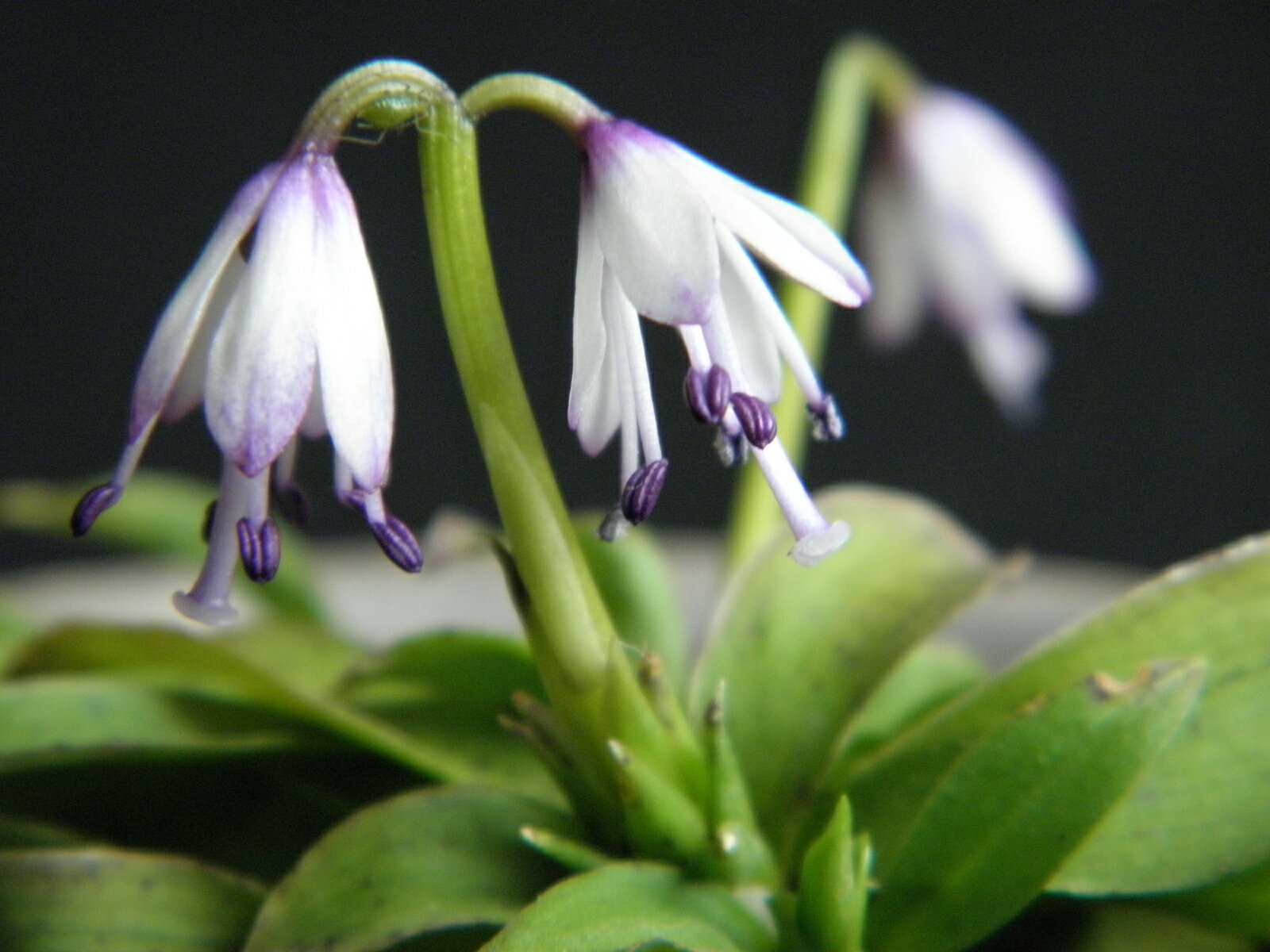 屋久島系ショウジョウバカマ 青紫底染花 中(株分け植込)苗珍品・花木・山野草・猩々袴