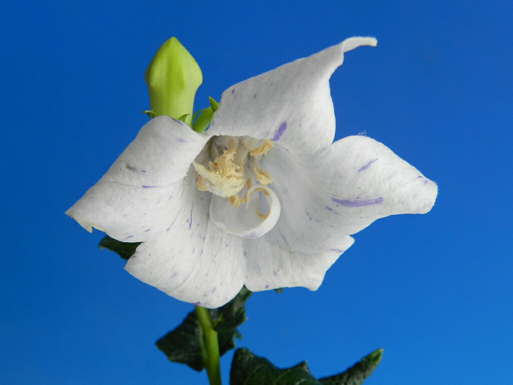 現品[半八重.絞り咲　渦葉(ウズハ)キキョウ]R6.7.13撮影　開花終了　A・珍品・珍品・花木・山野草