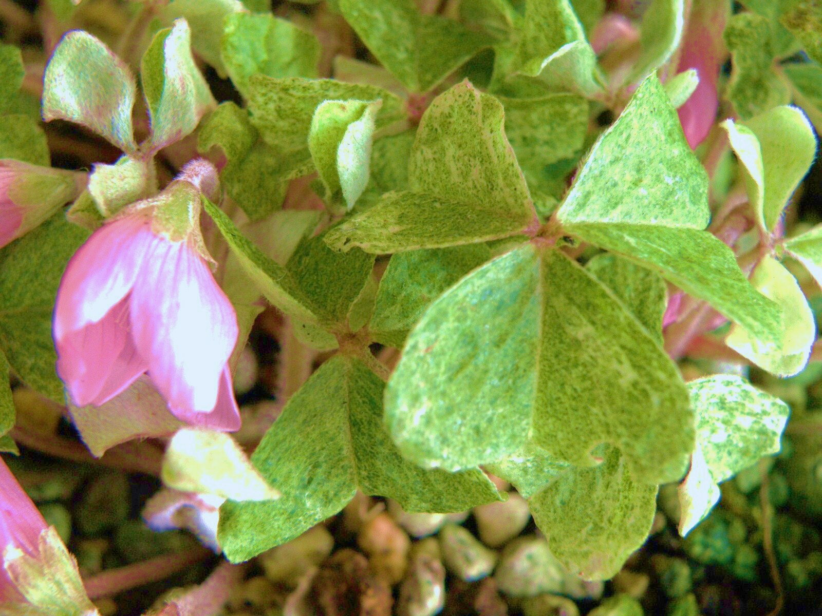 斑入りミヤマカタバミ白散(桃花)(古葉暗み)小上(株分け植え込)苗