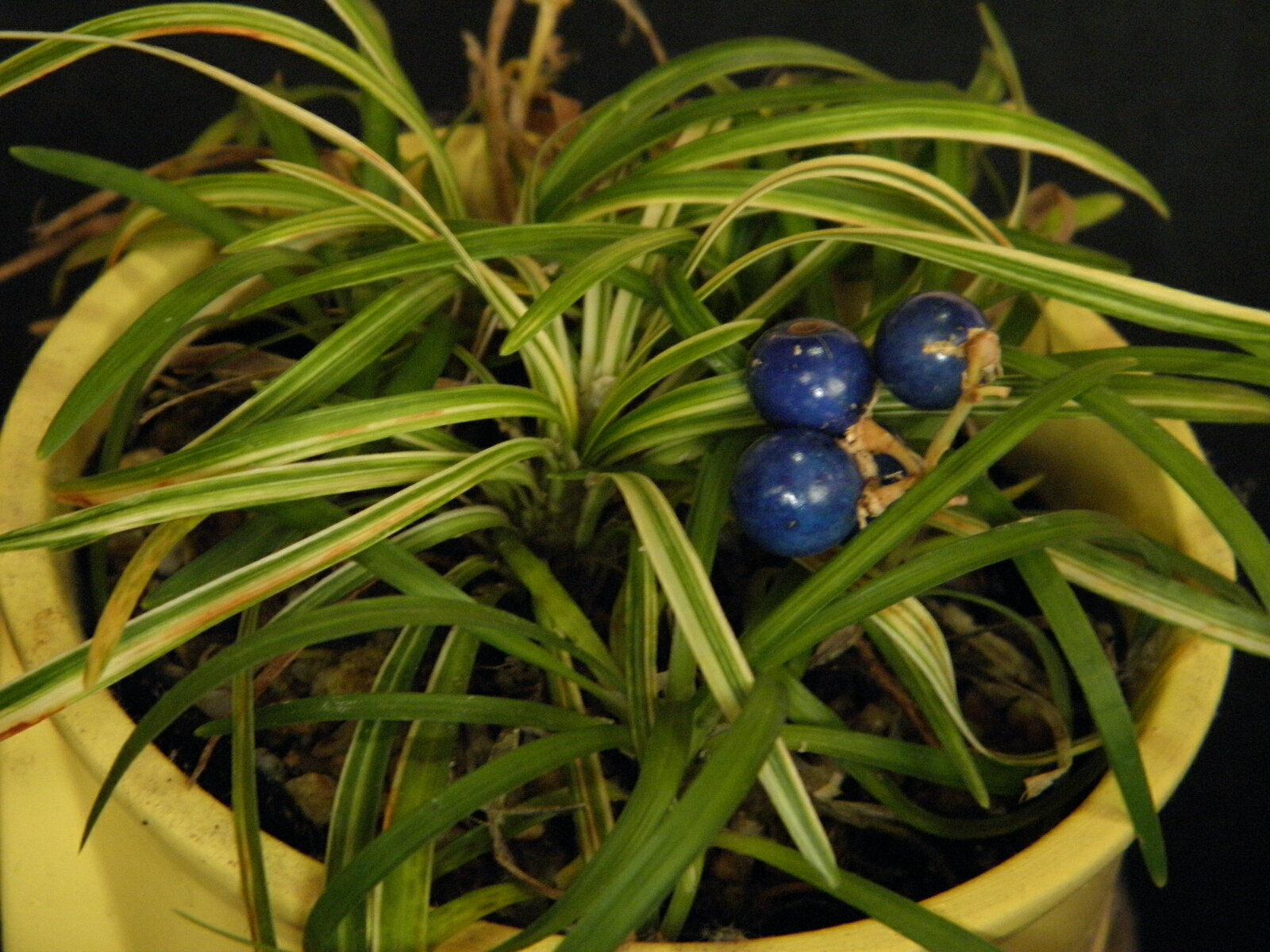 ジャノヒゲ[黄縞 玉竜] 八房性 小(1条植)苗珍品・花木・山野草