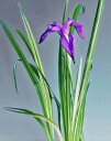 斑入(白散縞) 野花ショウブ 中苗・菖蒲・珍品・花木・山野草