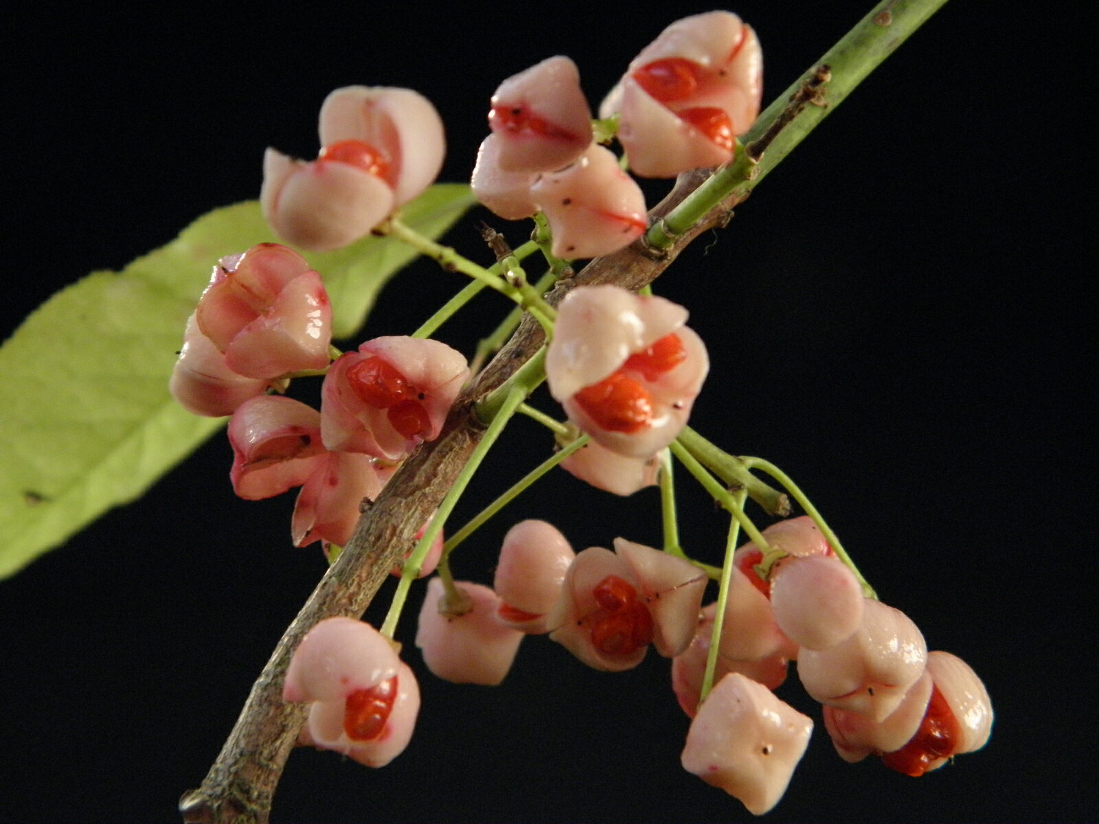 [白真弓]青軸 白実紅芯(種子)マユミ　接小苗(15センチ程)珍品・花木・山野草