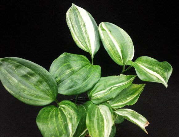 トキワナルコユリ　　白散縞 中芸斑 　小苗　4本立珍品・花木・山野草