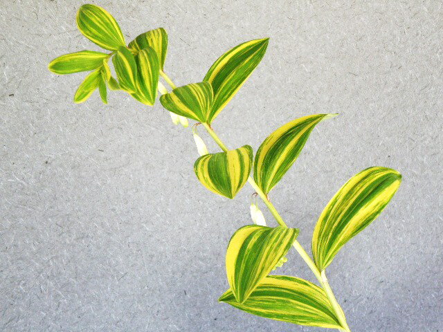 斑入オオアマドコロ[紬(ツムギ)錦] 極黄.紺縞 小上苗　珍品・花木・山野草