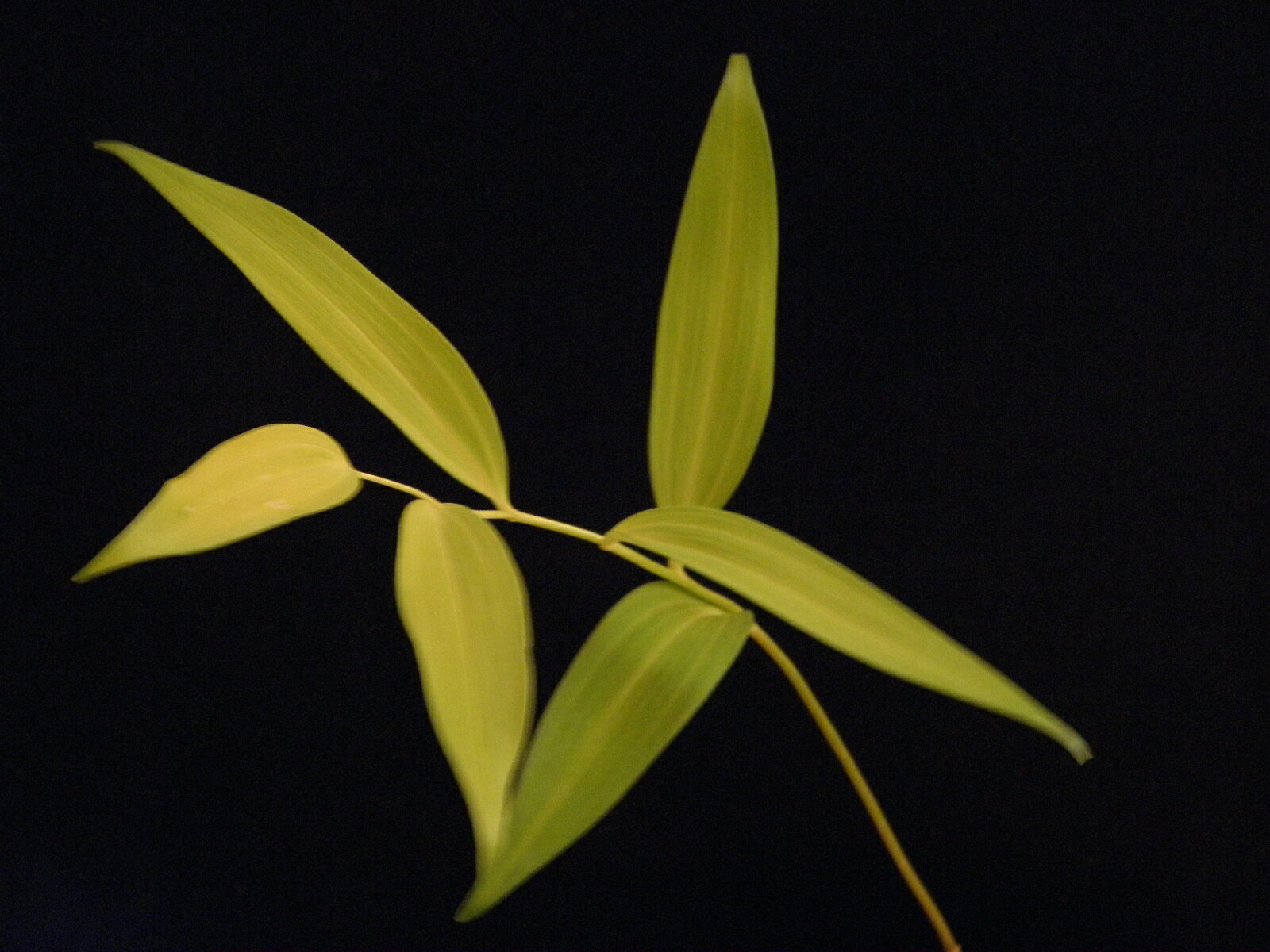 斑入(黄金曙) ナルコユリ[黄金笹] 休眠. 小上苗珍品・花木・山野草