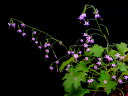 草ヤツデ(吉野草) 桃花(青軸系) 中芽苗珍品・花木・山野草・お茶花(4)