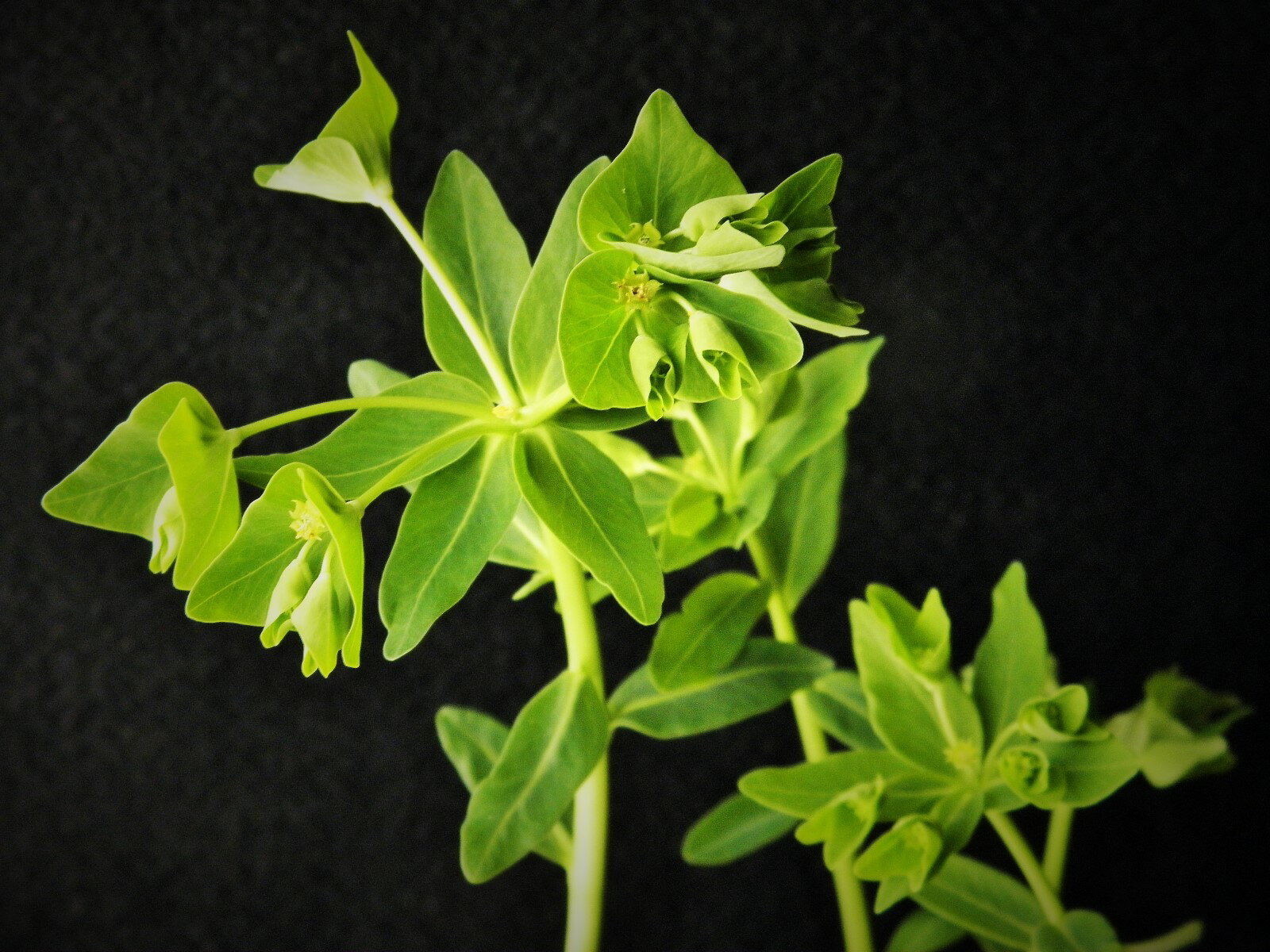 夏トウダイ 青軸 素心 緑花 中(数芽)苗珍品 花木 山野草