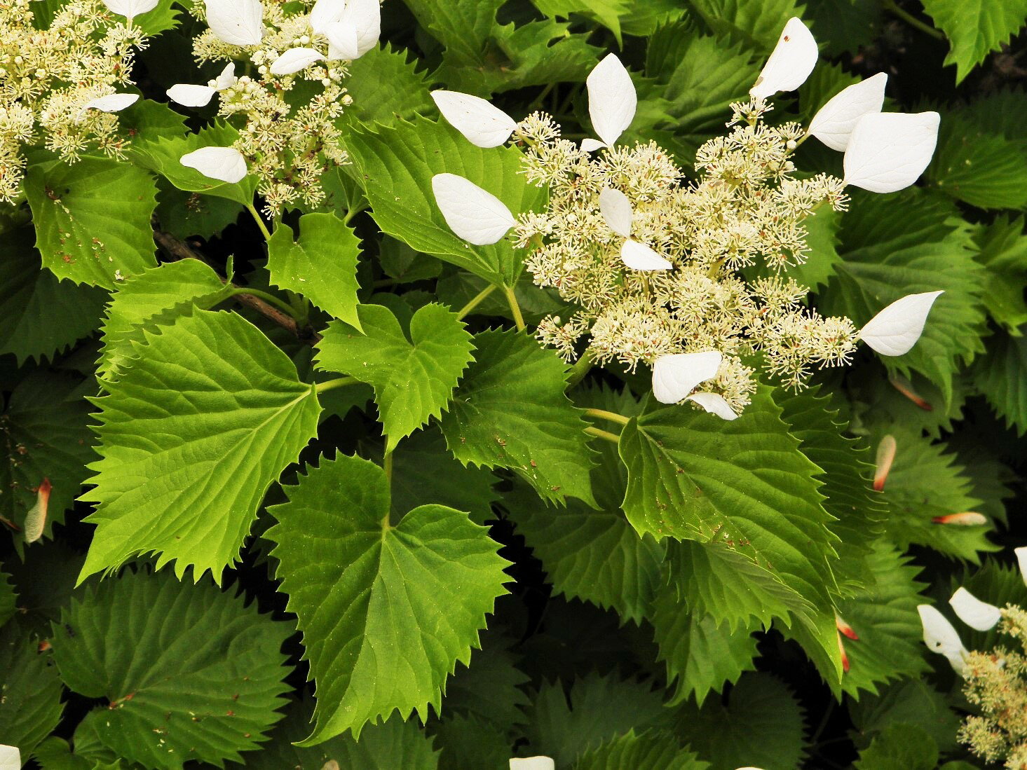 岩ガラミ [孔雀 岩ガラミ]　ノコギリ葉(葉辺)　小苗　　珍品・花木・山野草