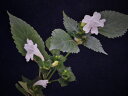 鈴虫花(スズムシバナ) 青軸(素心)純白花 小上(開花)苗 珍品・花木・山野草