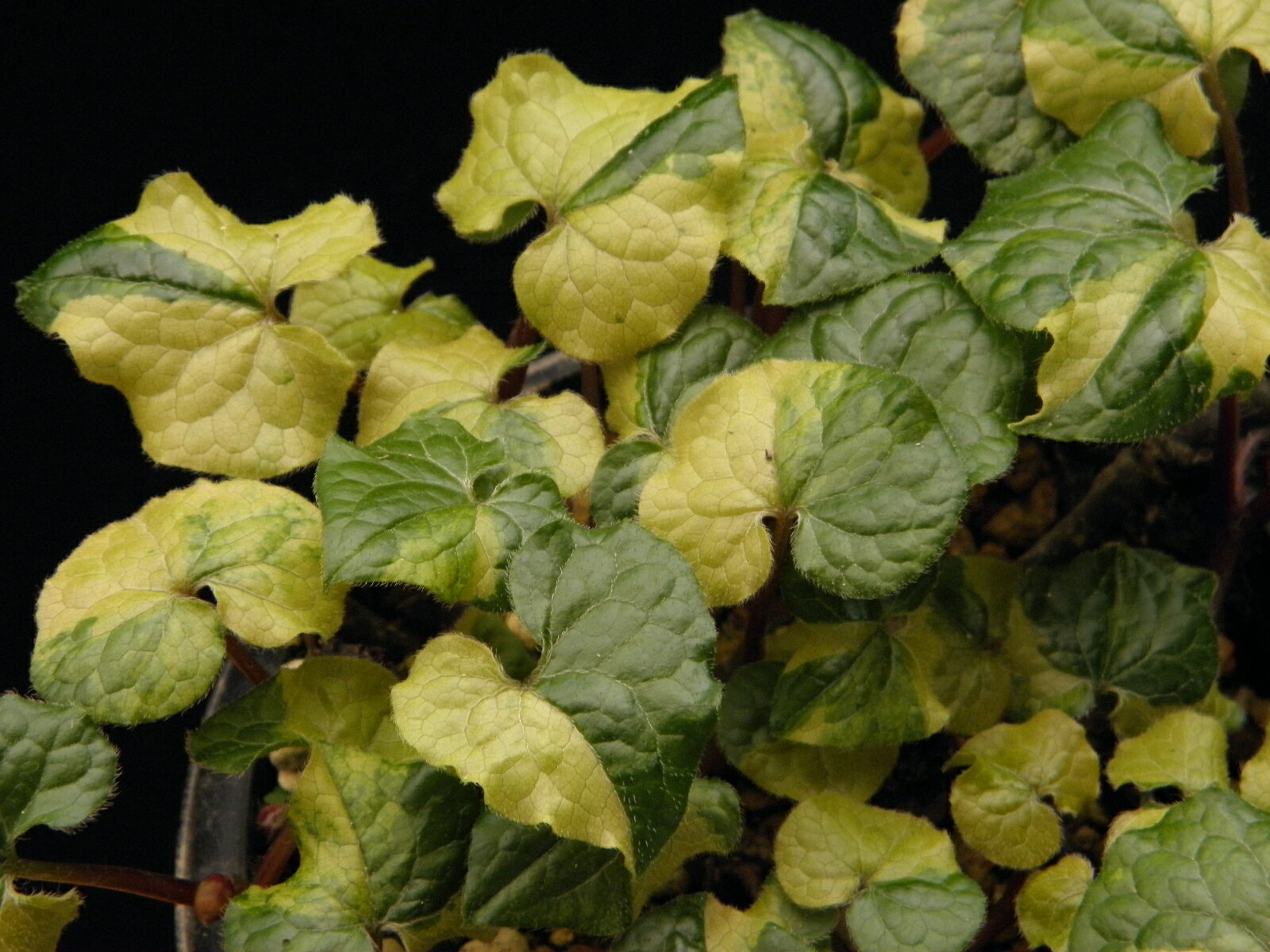 斑入双葉葵(フタバアオイ) 黄掃込　休眠. 小上(今季 斑芸確認.1条植え) 苗珍品・山野草・寒葵