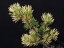 斑入(白曙) 五葉松 ほうき性 接小上苗珍品 花木 山野草 盆栽 斑入 鉢植え 地植え 3,300円