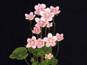 ウメバチ草 桃花　 株立中苗珍品・花木・山野草