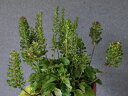 姫ヤグラオオバコ 小上(開花見込)苗珍品・花木・山野草