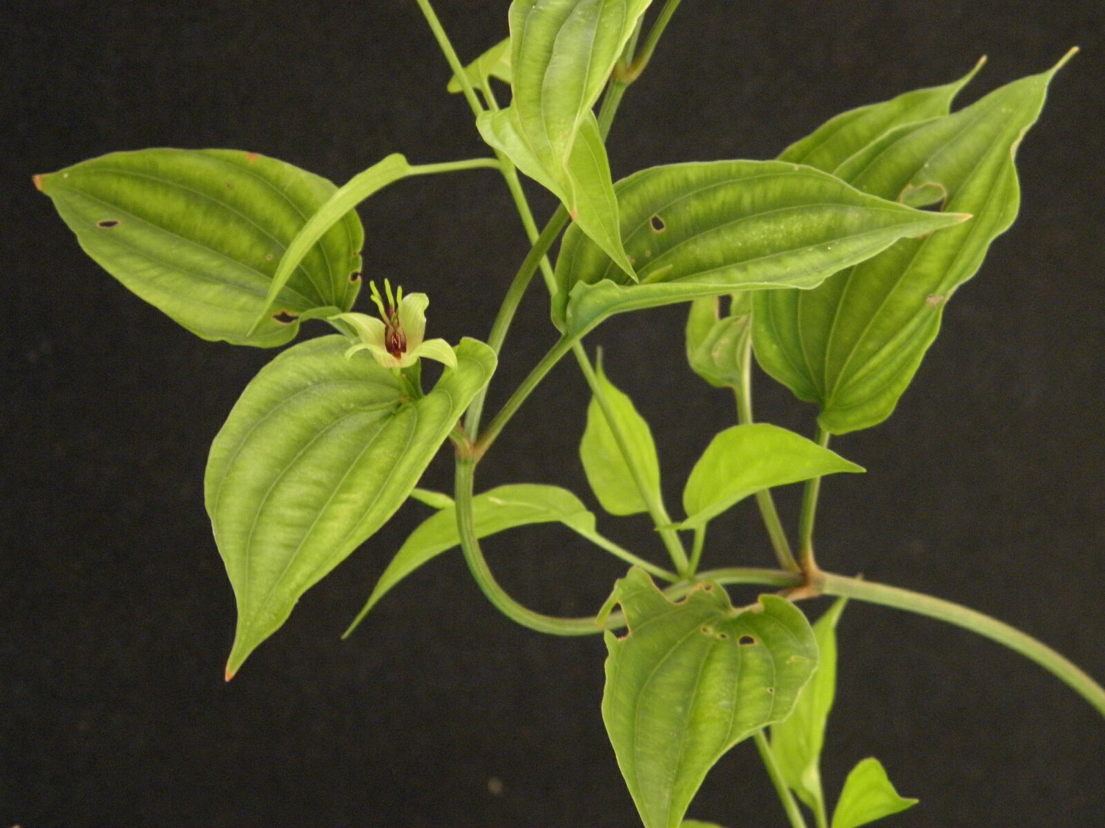 利休草　 中苗珍品・花木・山野草・お茶花