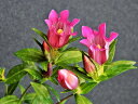 リンドウ 赤花系(実生グレックス) 中(開花見込)苗 珍品・花木・山野草