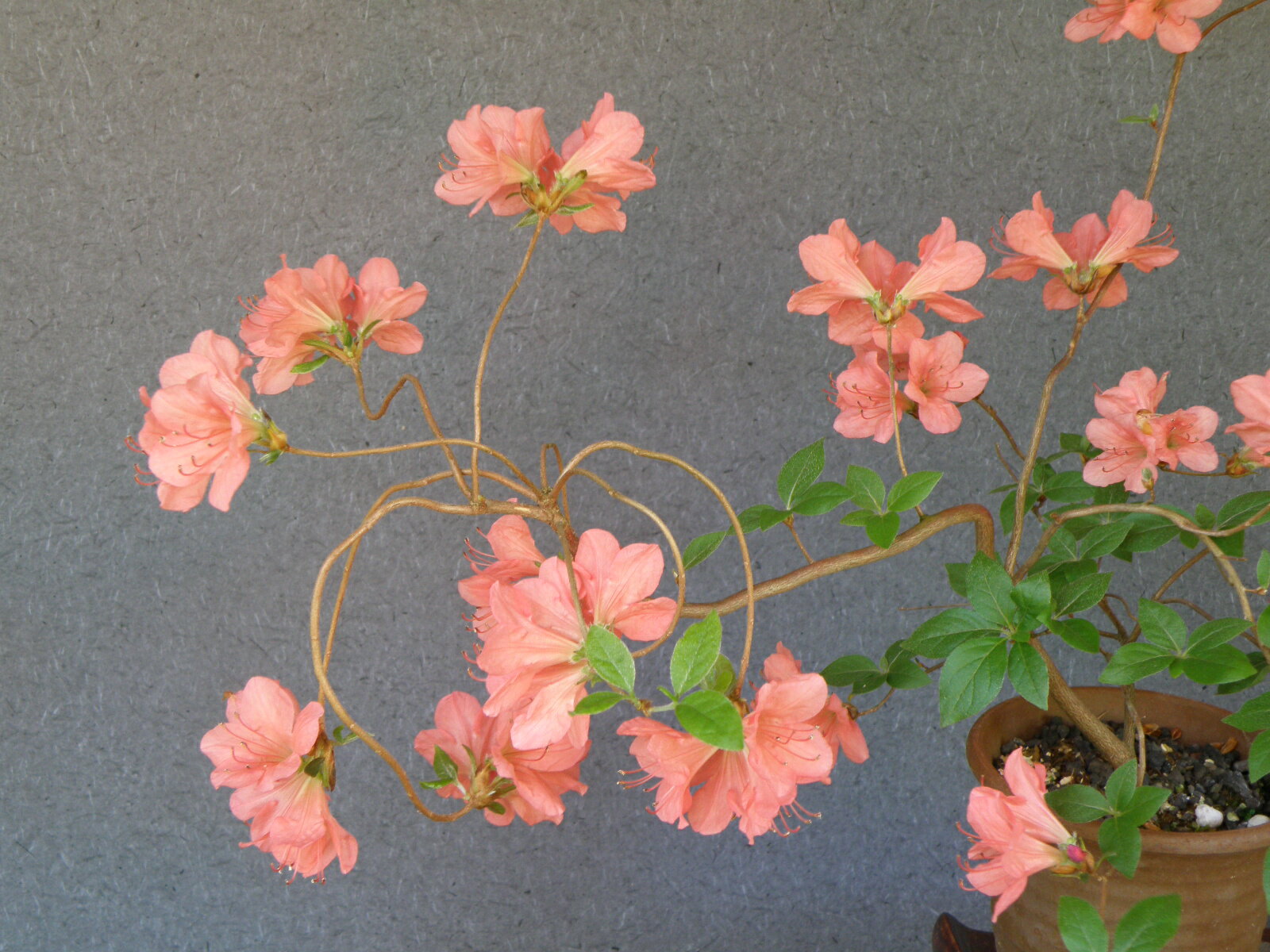 山ツツジ　雲竜(枝垂れ)芸　中芸 枝打(脇枝付)小苗　伸長に伴い[ねじれ]が生じてきます　珍品・花木・..