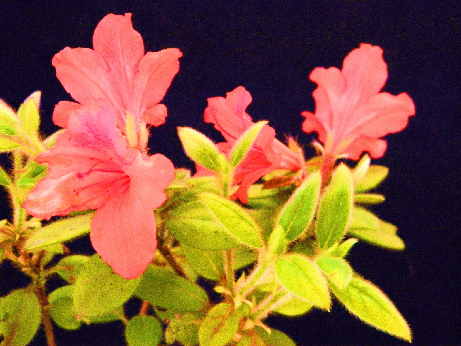 金毛ツツジ中国.黄金多毛質葉枝打小上(20～30センチ)苗珍品・花木・山野草