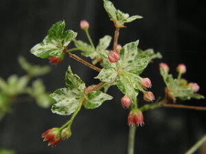 斑入 紅ドウダン(ツツジ) 雪白散(後冴) 小(棒状)苗珍品・花木・山野草