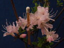 雲仙ツツジ 桃花 枝打(枝多数)小上苗 小木開花 小型小葉性種品珍品・花木・山野草